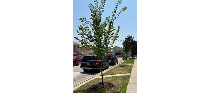400 new trees being planted in 45th ward